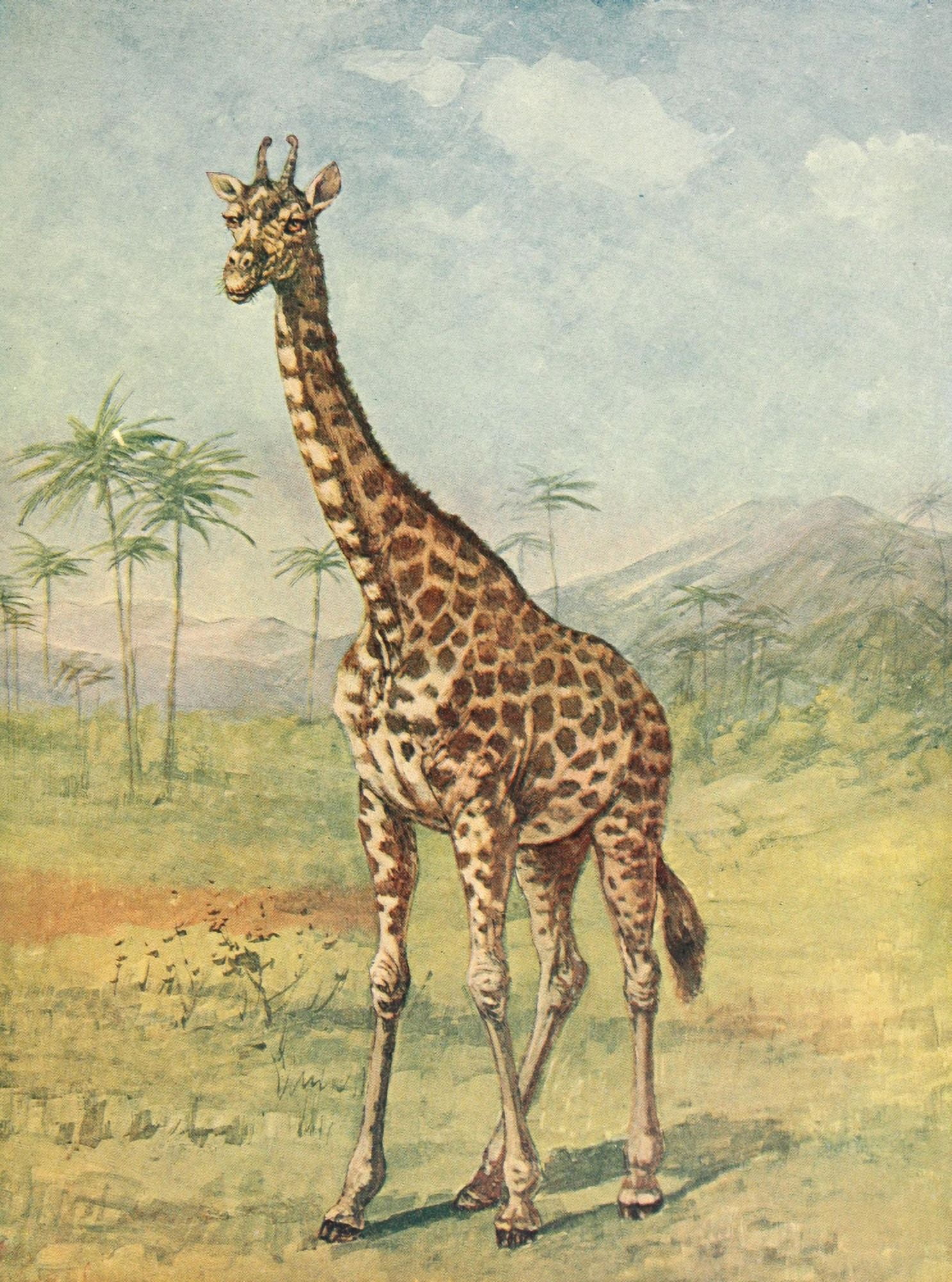 Birds & Nature 1899-1905 Giraffe Canvas Art - EA Holmes (18 x 24)