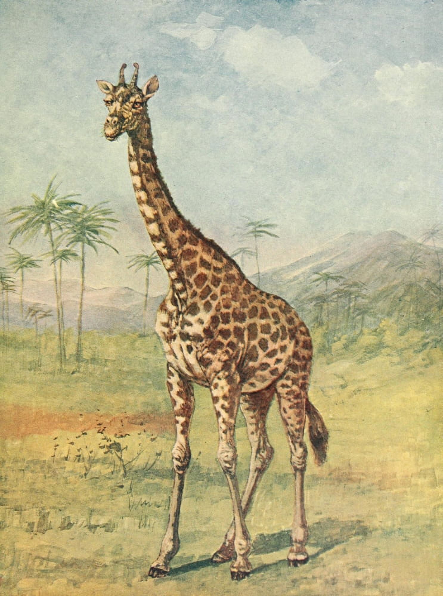 Birds & Nature 1899-1905 Giraffe Canvas Art - EA Holmes (24 x 36)