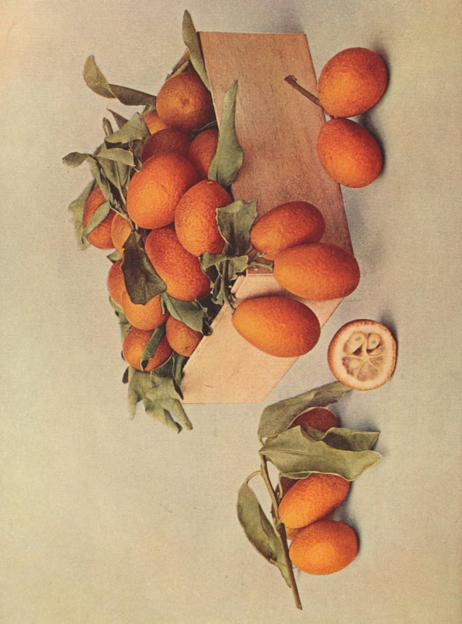 Birds & Nature 1899-1905 Kumquat Canvas Art - Unknown (18 x 24)