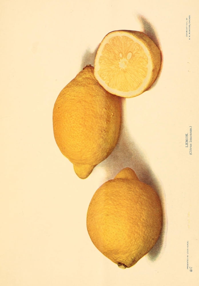 Birds & Nature 1899-1905 Lemons Canvas Art - Unknown (18 x 24)