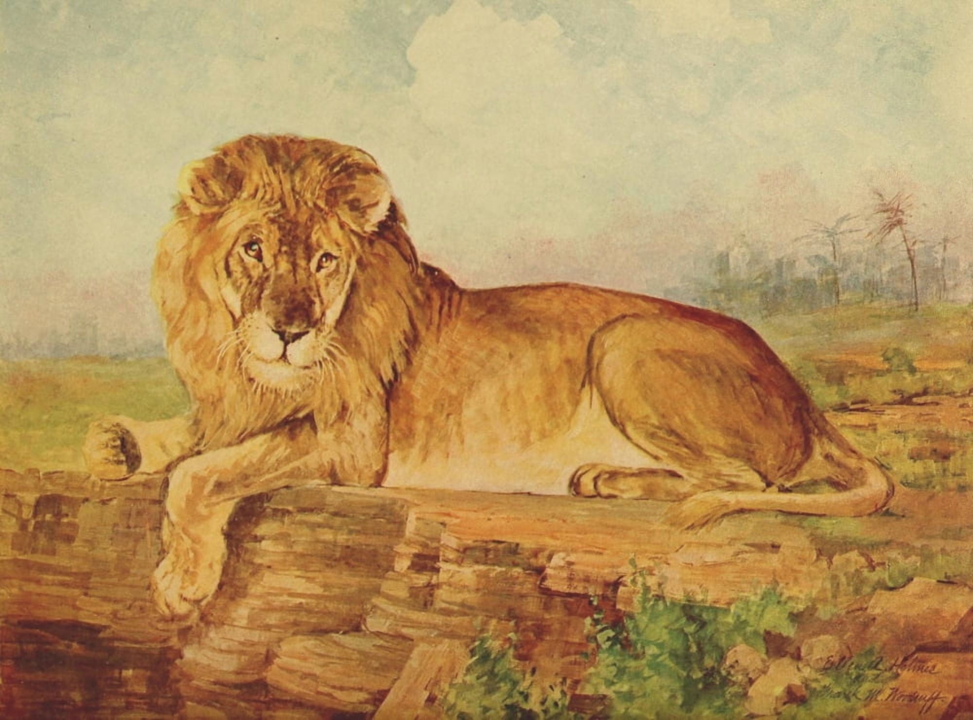Birds & Nature 1899-1905 Lion Canvas Art - EA Holmes (18 x 24)