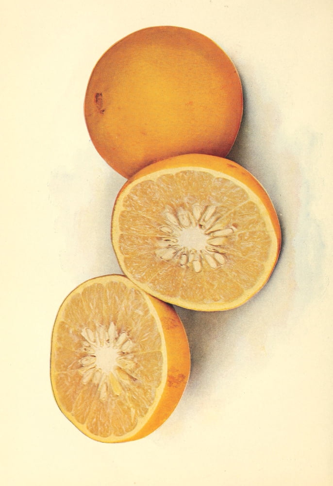 Birds & Nature 1899-1905 Oranges Canvas Art - Unknown (18 x 24)