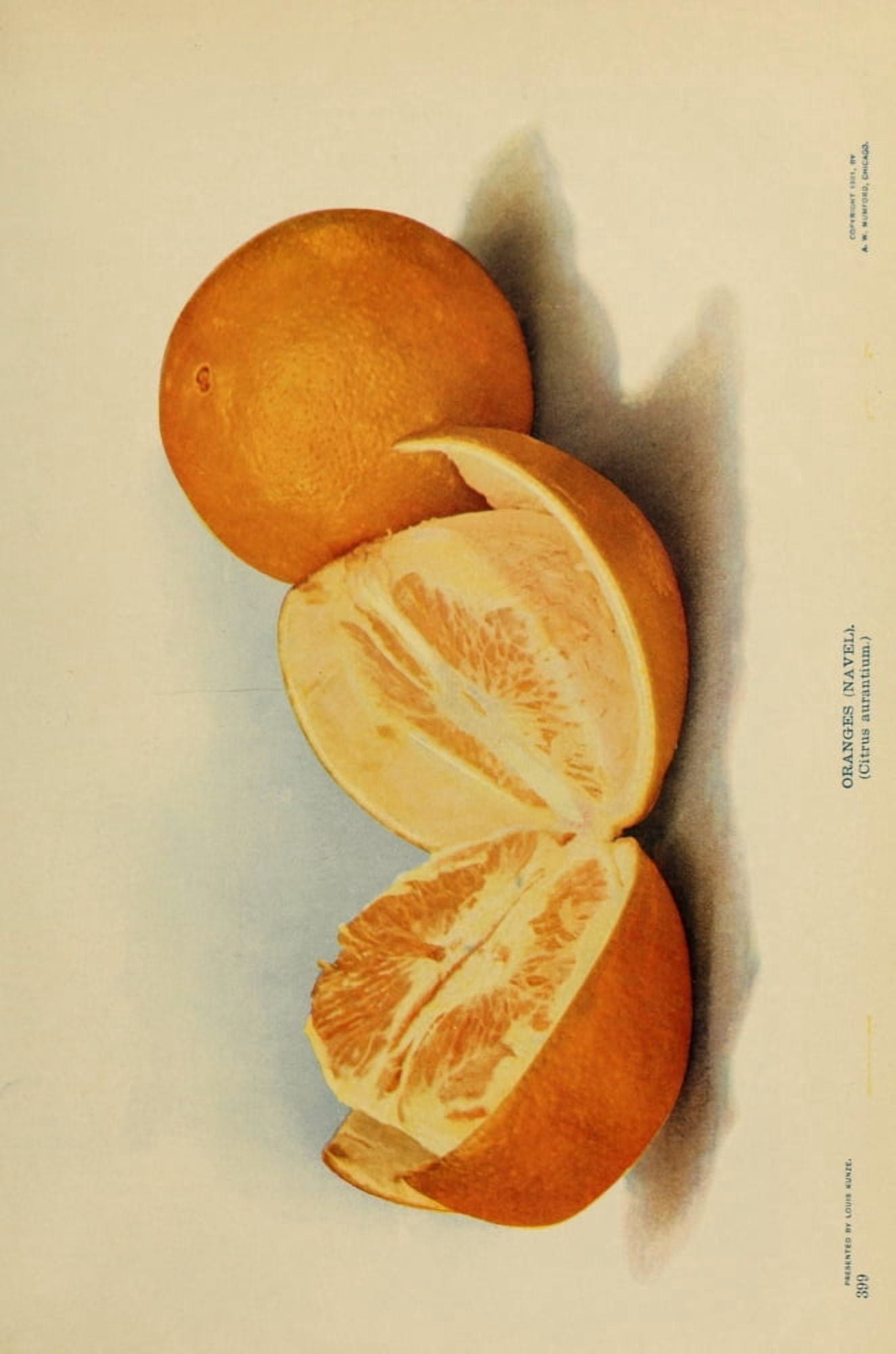 Birds & Nature 1899-1905 Oranges (Navel) Canvas Art - Unknown (24 x 36)