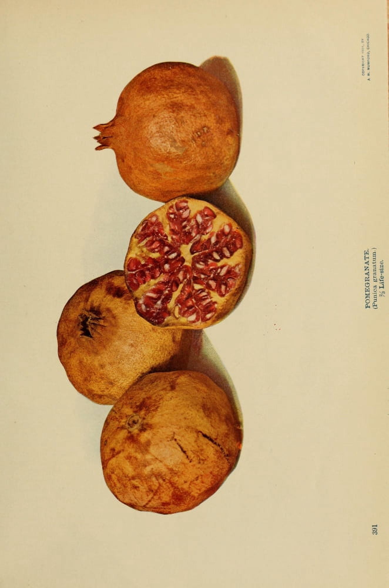 Birds & Nature 1899-1905 Pomegranate Canvas Art - Unknown (18 x 24)