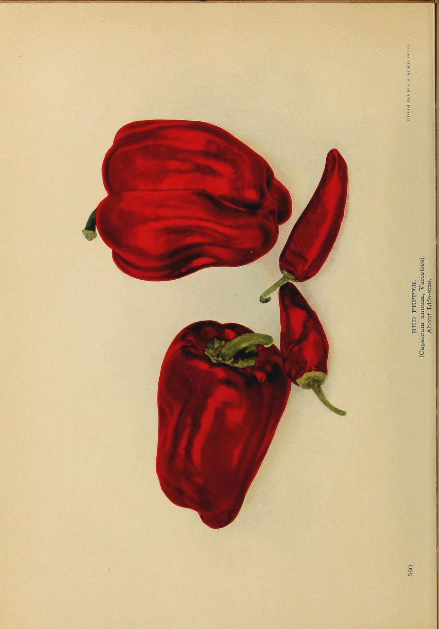 Birds & Nature 1899-1905 Red pepper Canvas Art - (18 x 24)