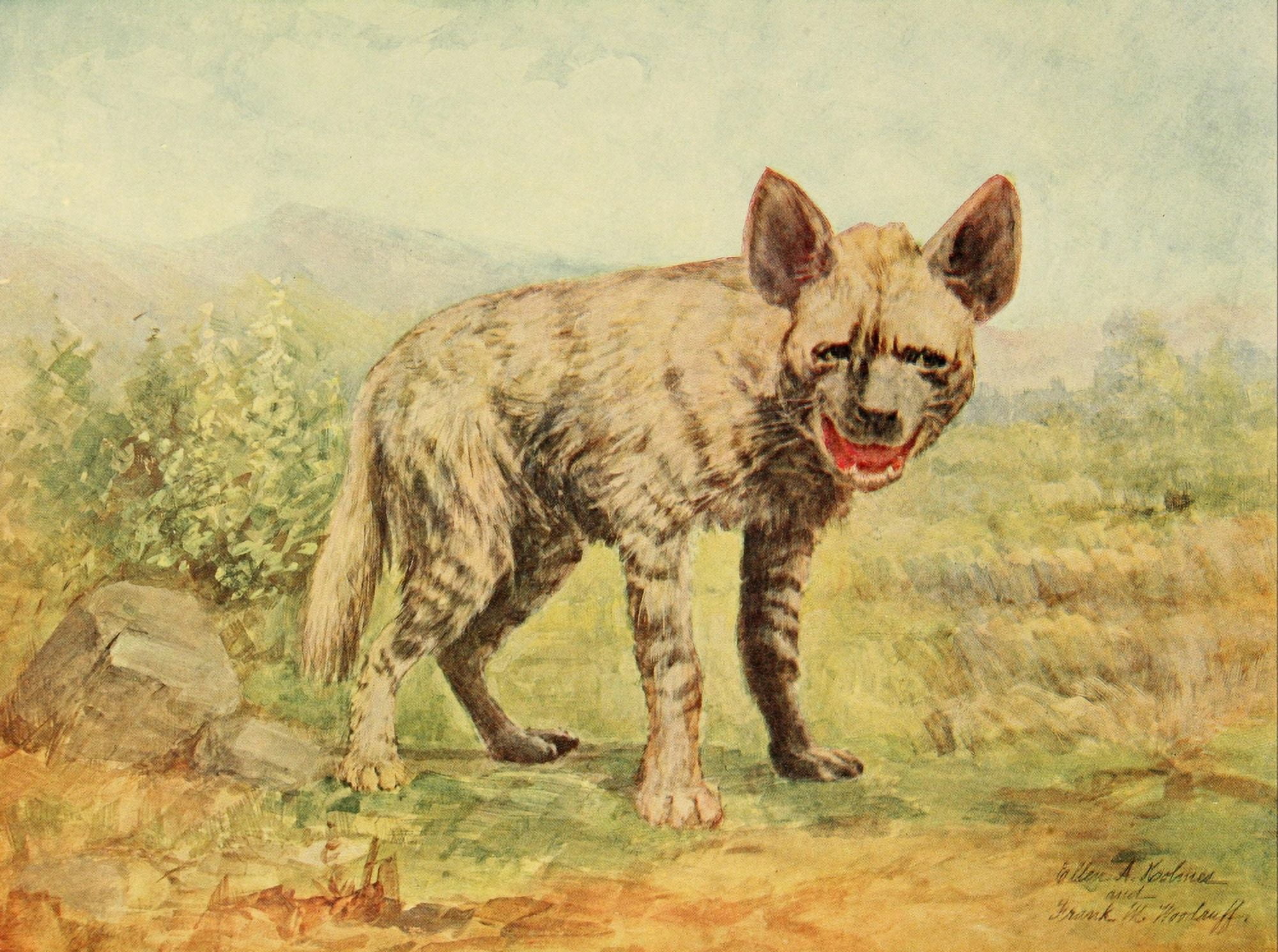 Birds & Nature 1899-1905 Striped Hyena Canvas Art - EA Holmes (18 x 24)