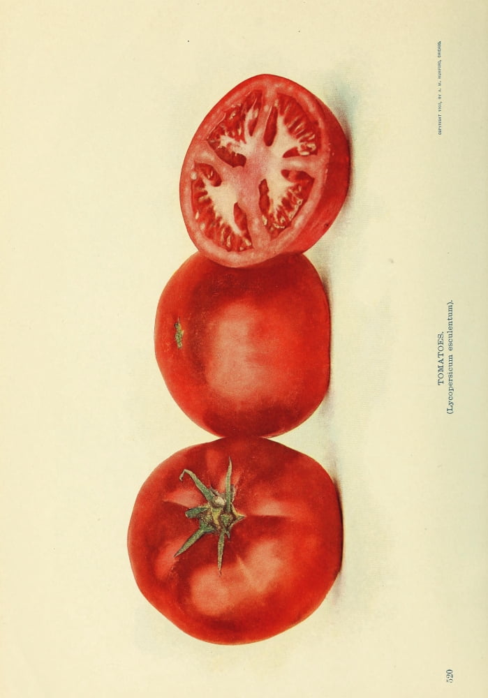 Birds & Nature 1899-1905 Tomatoes Canvas Art -  (18 x 24)
