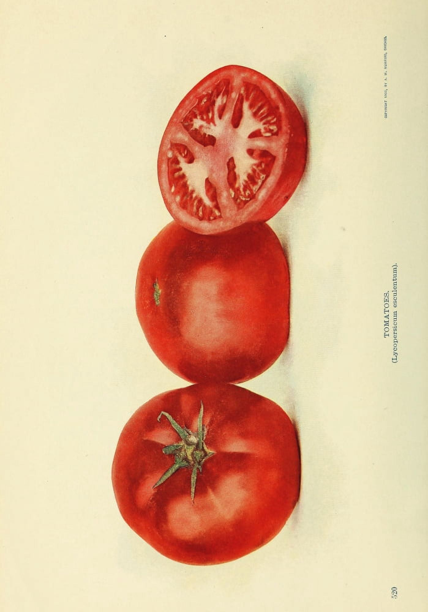 Birds & Nature 1899-1905 Tomatoes Canvas Art - (24 x 36)