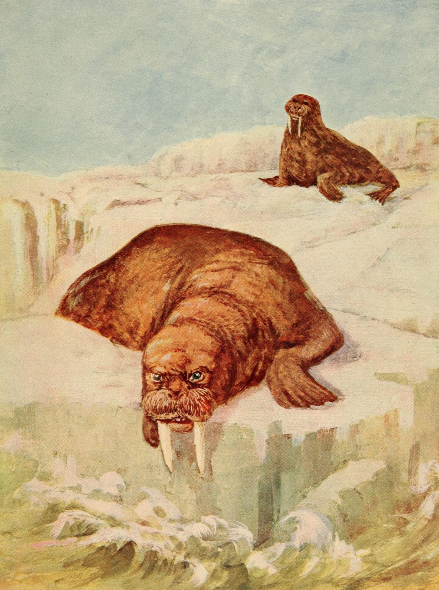 Birds & Nature 1899-1905 Walrus Canvas Art - EA Holmes (18 x 24)