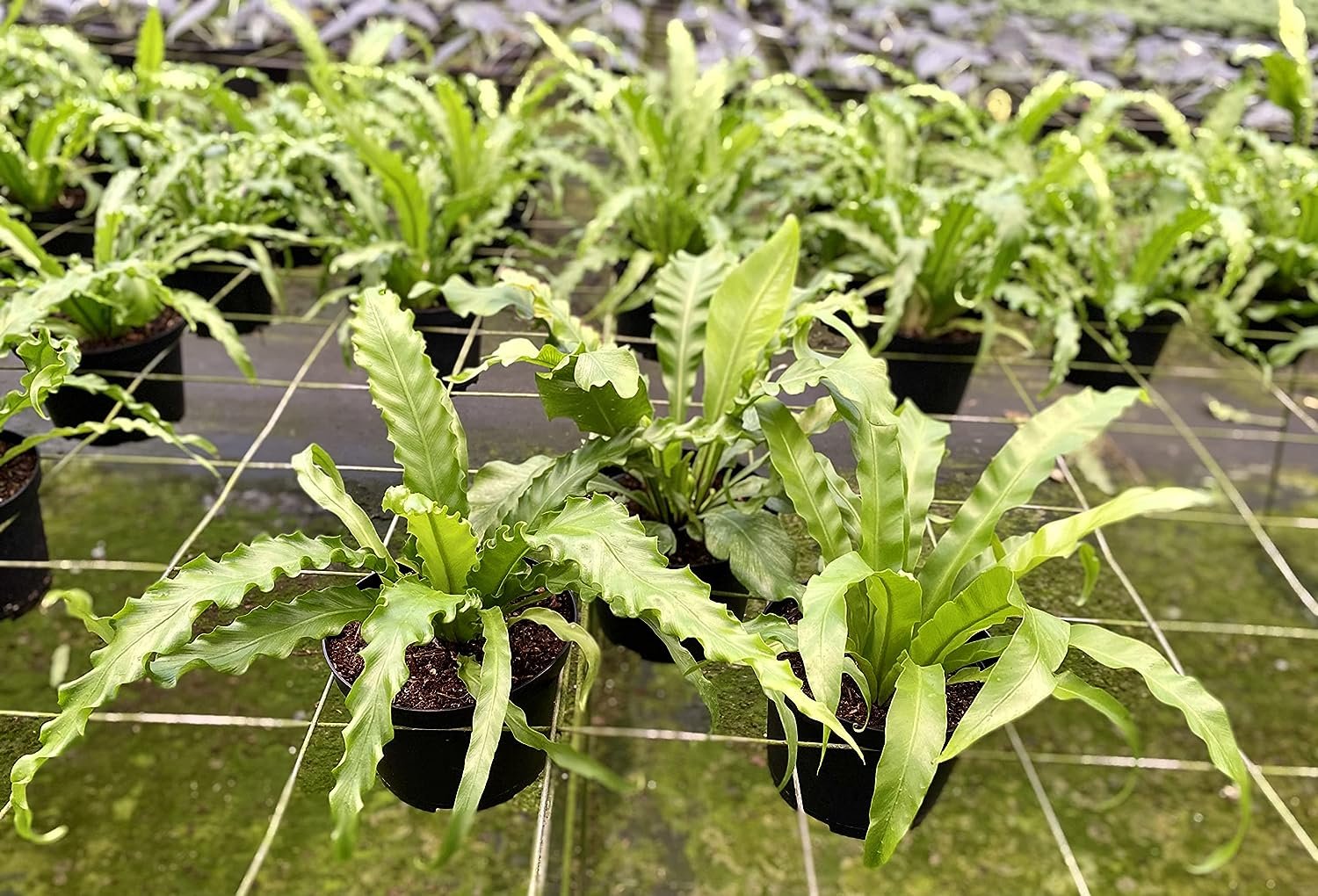 Birds Nest Fern Assortment 3 Live Plants in 6 Inch Pots Grower's