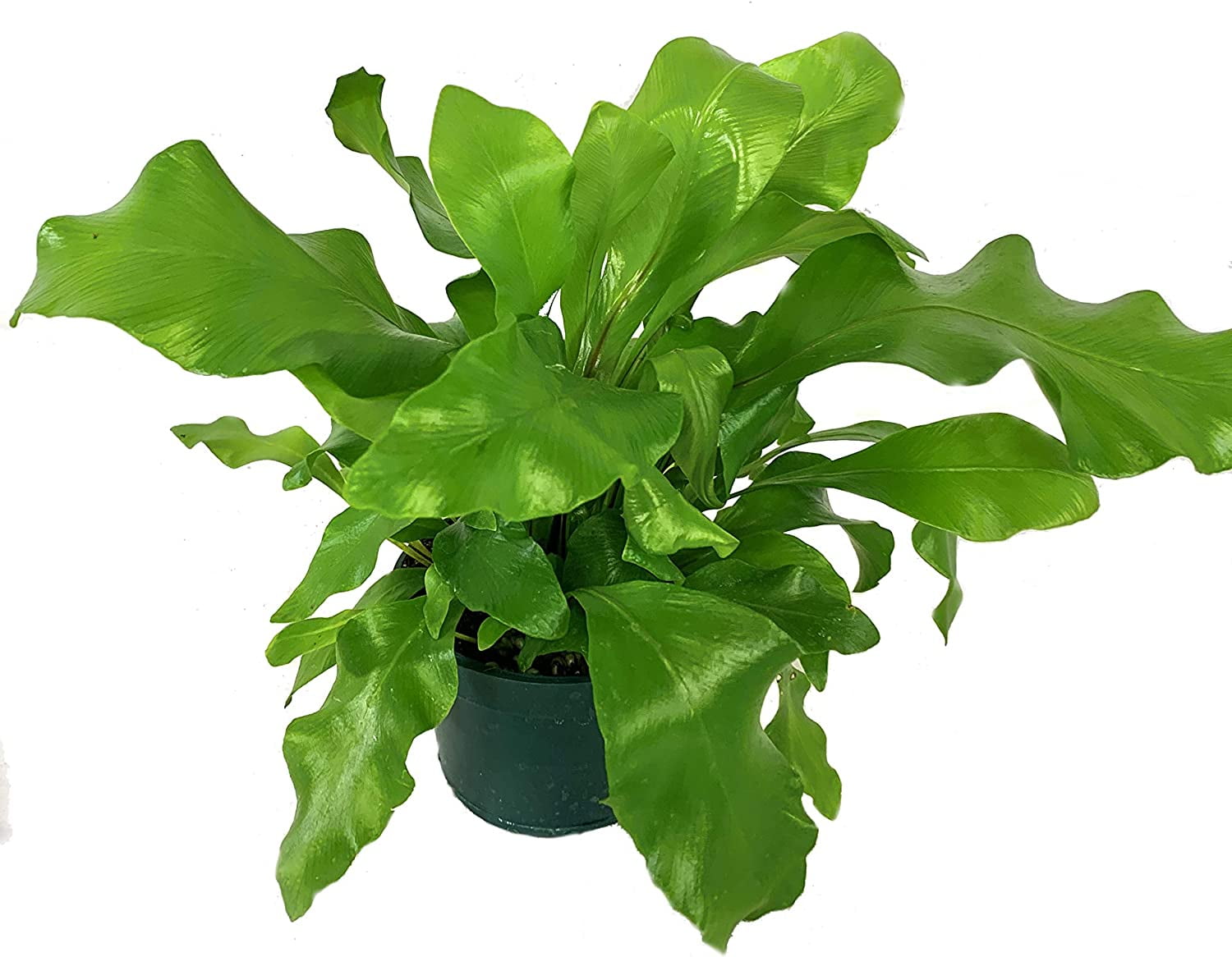 Birds Nest Fern - Live Plant in a 4 Inch Pot - Grower's Choice - Beautiful Easy Care Indoor Houseplant Fern