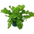 thumbnail image 1 of Birds Nest Fern - Live Plant in a 4 Inch Pot - Grower's Choice - Beautiful Easy Care Indoor Houseplant Fern, 1 of 5