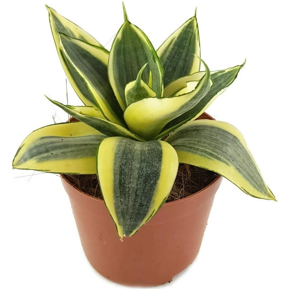 Birds Nest Snake Plant - 5 Live Plants in 4 Inch Growers Pots - Sansevieria Trifasciata 'Hahnii' - Beautiful and Elegant Easy Care Indoor Houseplants