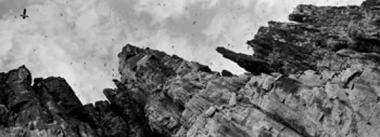 Birds Nesting In Cliffs Norway Canvas Art - Panoramic Images (36 x 13)