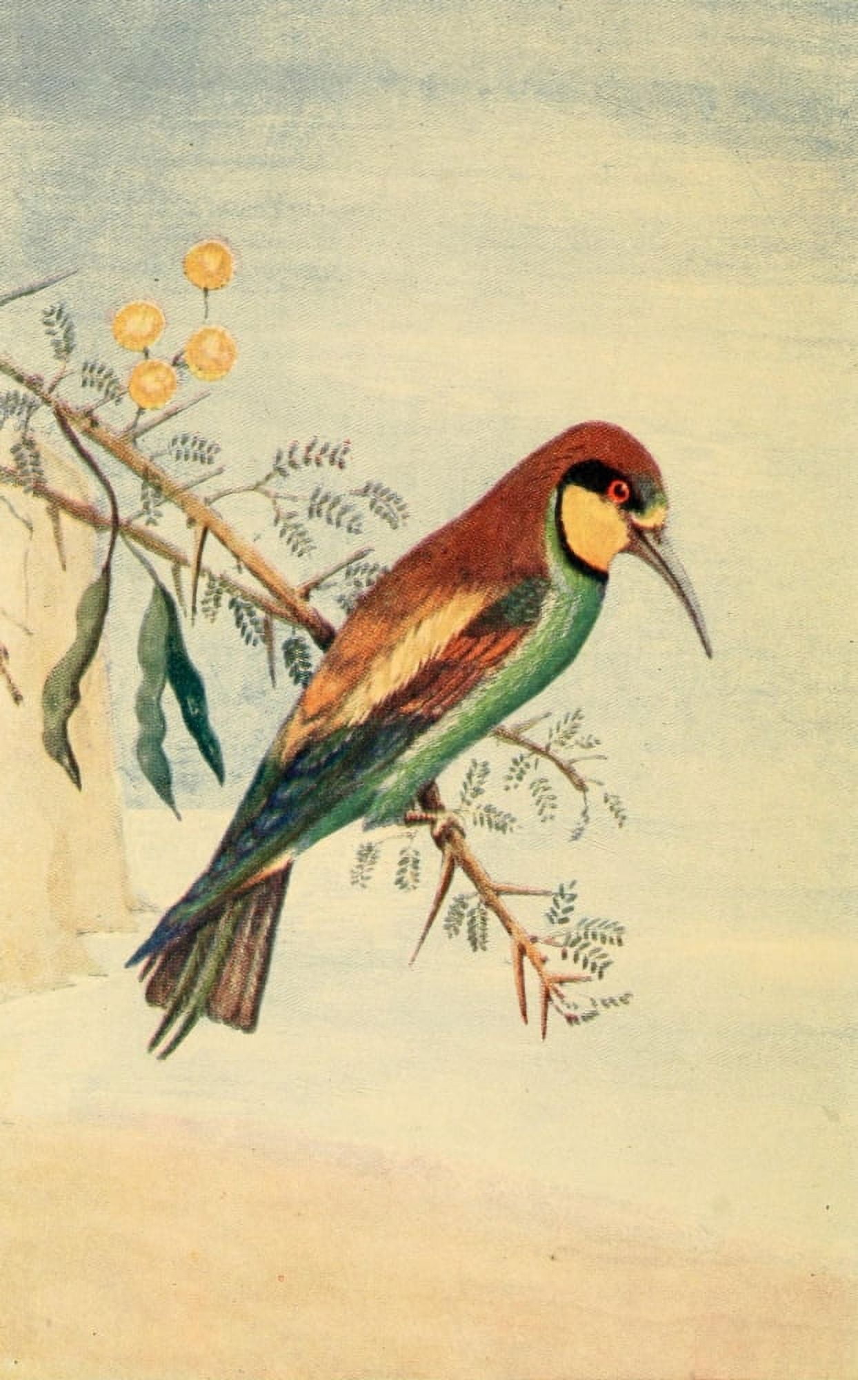 Birds Notes from the Nile 1904 Bee-eater Canvas Art - Mary Cecil (18 x 24)