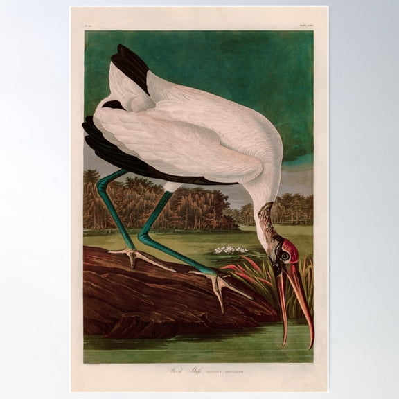 Birds Of America Audubon Wood Ibis Illustration Bird Lovers Gift Poster Wall Art, Modern Wall Decor For Living Room Bedroom, 8x12 UNFRAMED