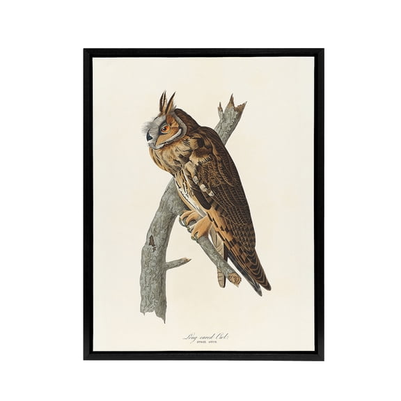 Birds Of America Long Eared Owl Audubon Nature Framed Canvas Wall Art 12X16"
