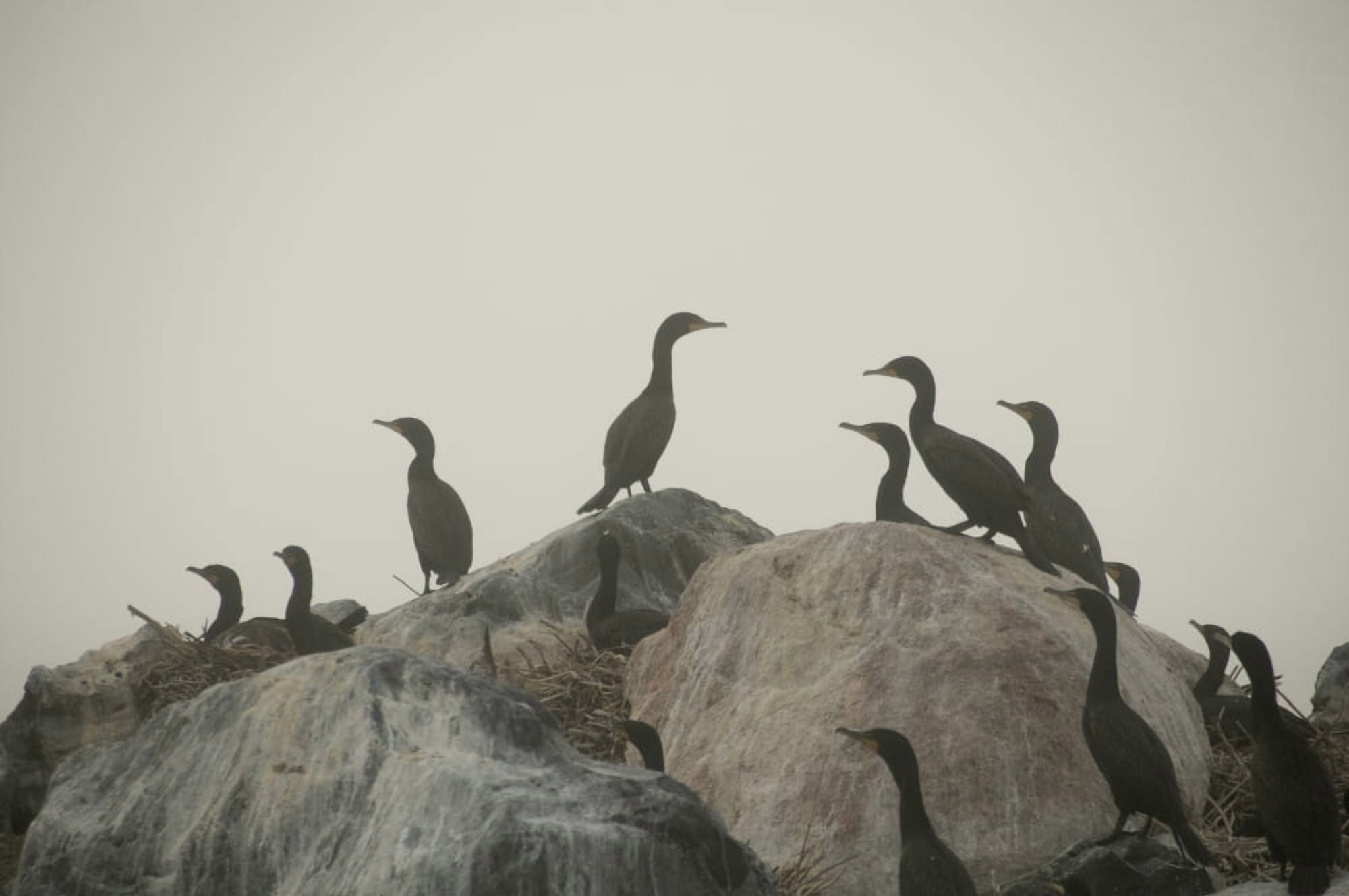 Birds On Rocks Canvas Art - Keith Levit Design Pics (36 x 22)