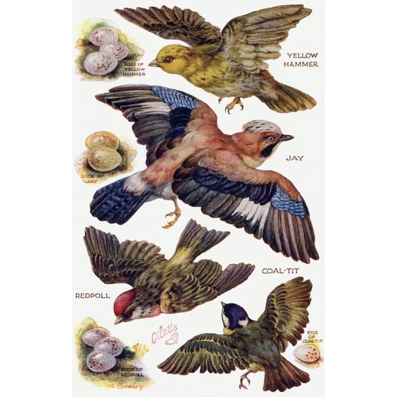 Birds On The Wing Cut Out Poster Print By Mary Evans Picture Librarypeter & Dawn Cope Collection