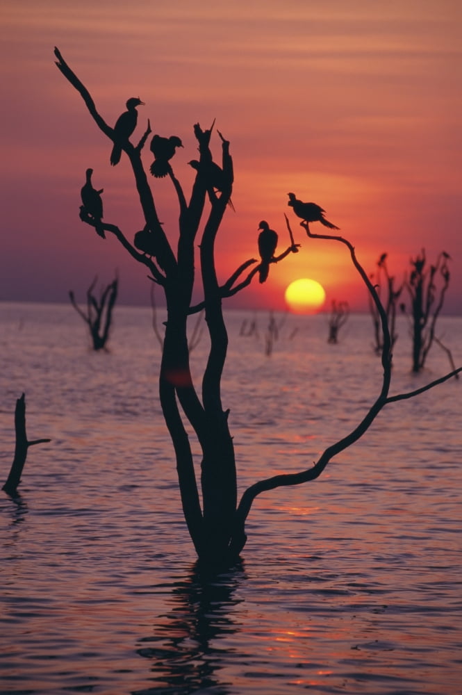 Birds On Tree Lake Kariba At Sunset Canvas Art - Sasha Gusov Design Pics (12 x 19)