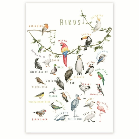 Birds Poster - Different Types of Birds - Bird Species - Bird Identification Learning - Bird Species Wall Art - 12 x 18 Inch Poster - Unframed - Premium 100lb Gloss - Made In USA - BMCP0440