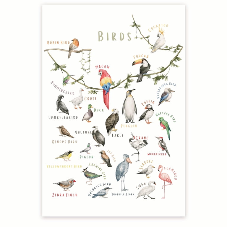 Birds Poster - Different Types of Birds - Bird Species - Bird