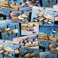 thumbnail image 1 of Birds Waterfowl Cotton Fabric, 1 of 1