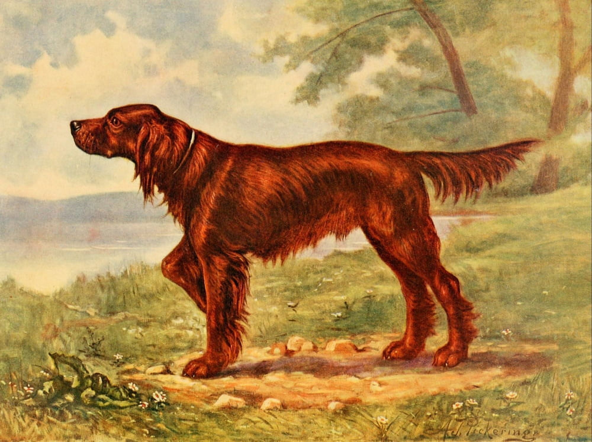 Birds and Nature 1901 Irish Setter Canvas Art - Arthur J Pickering (18 x 24)