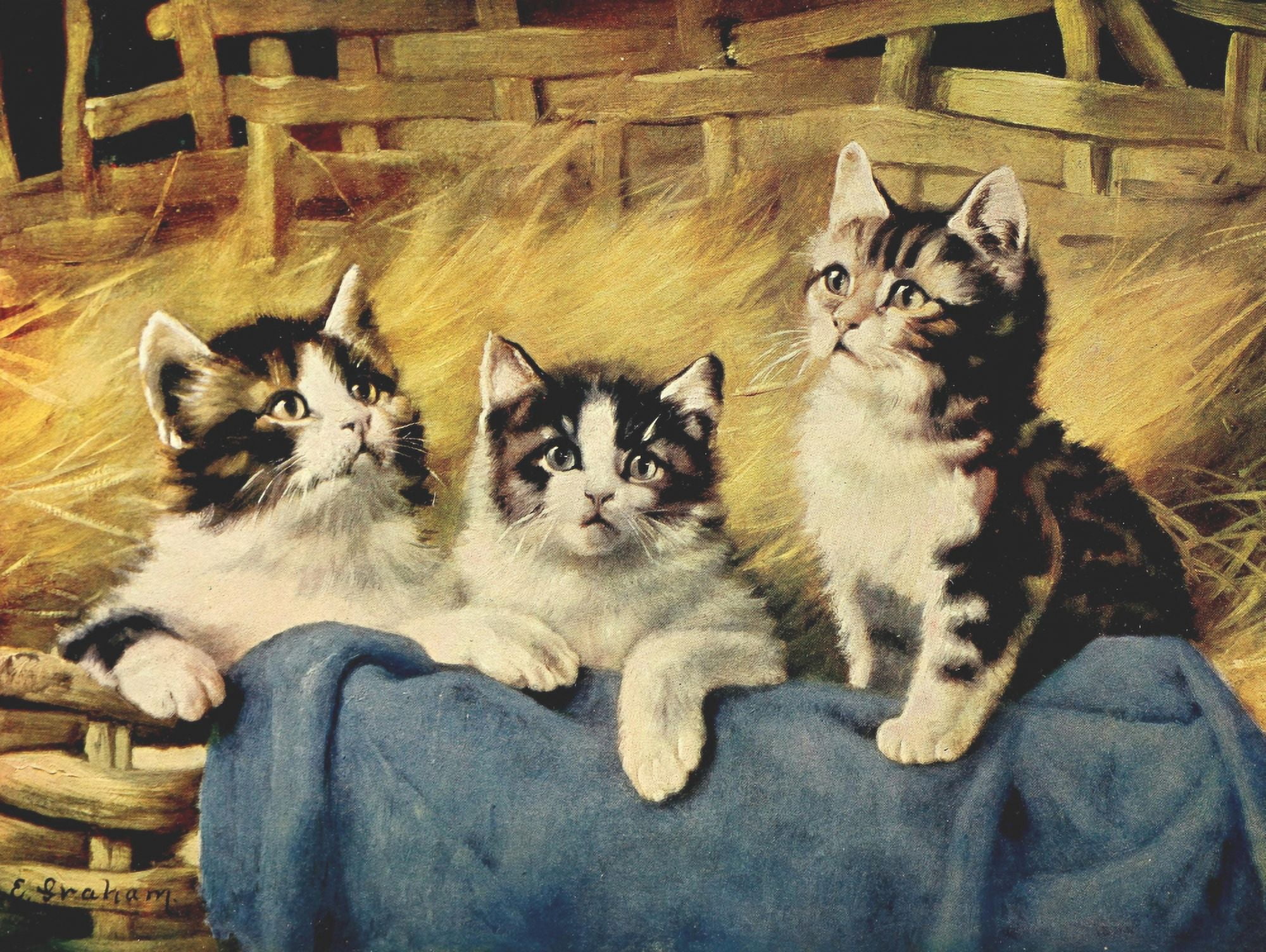 Birds and Nature 1901 Kittens Canvas Art - E Graham (18 x 24)
