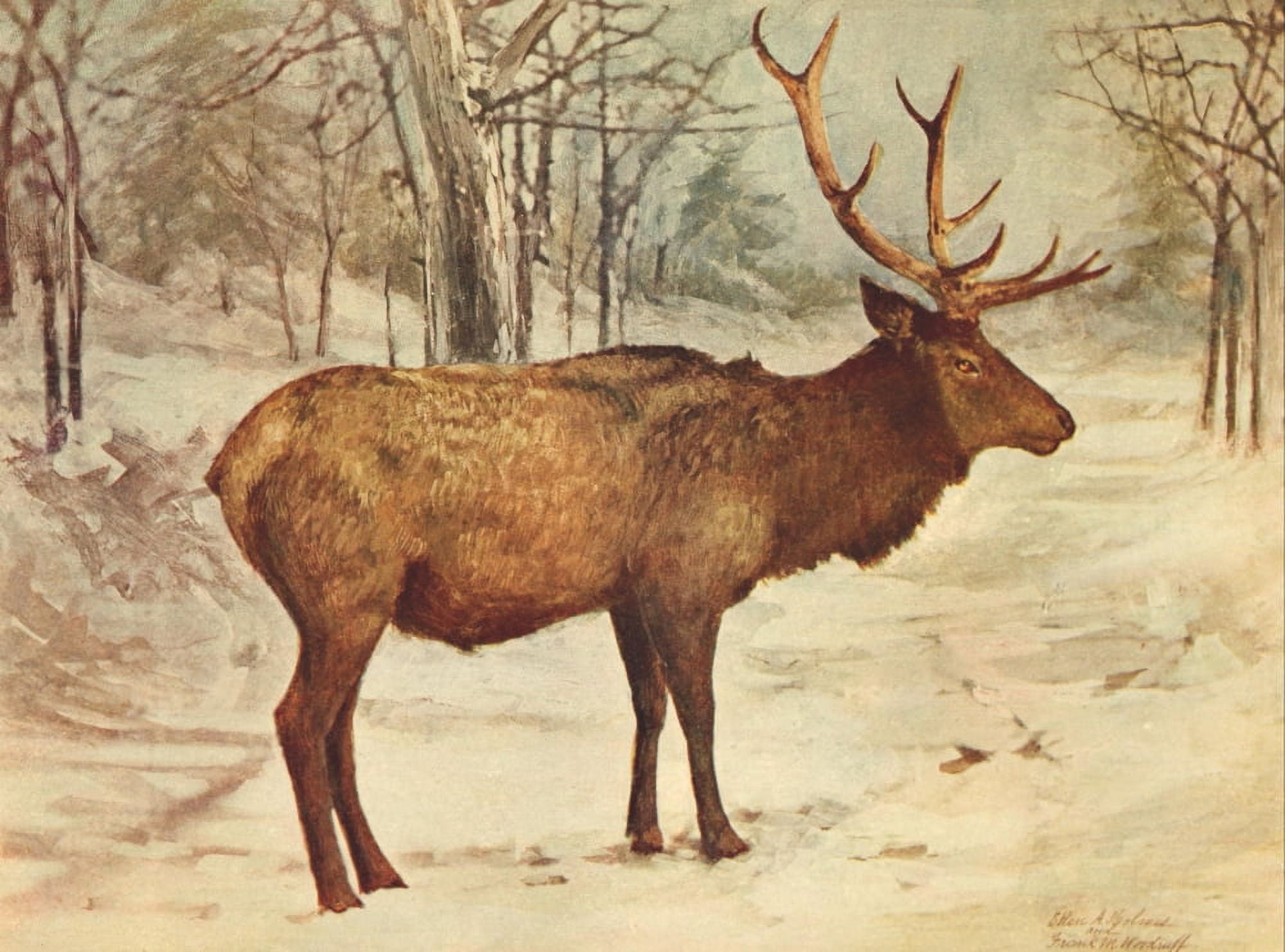 Birds and Nature 1901 Reindeer Canvas Art - Frank M Woodruff (18 x 24)