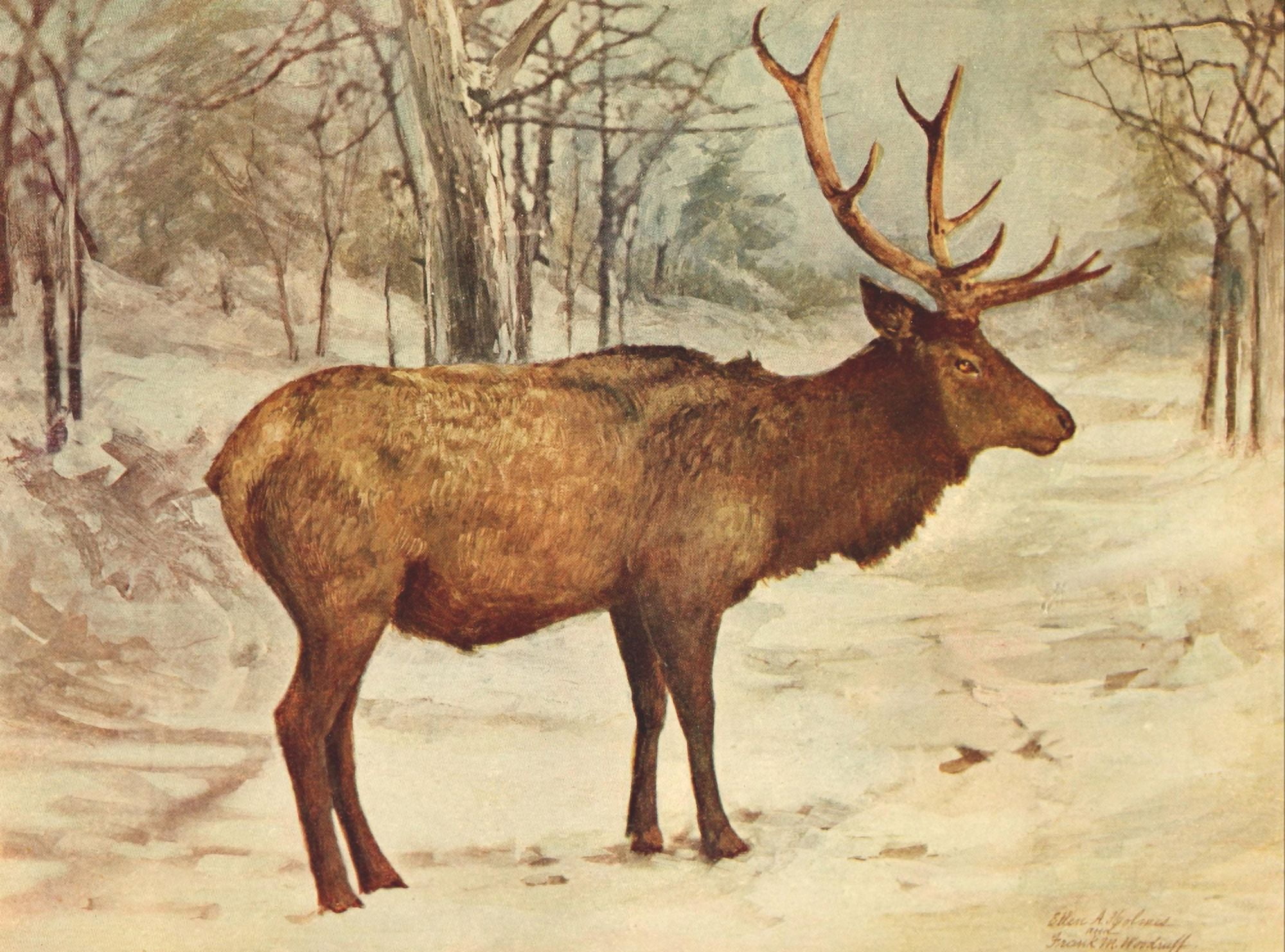 Birds and Nature 1901 Reindeer Canvas Art - Frank M Woodruff (24 x 36)