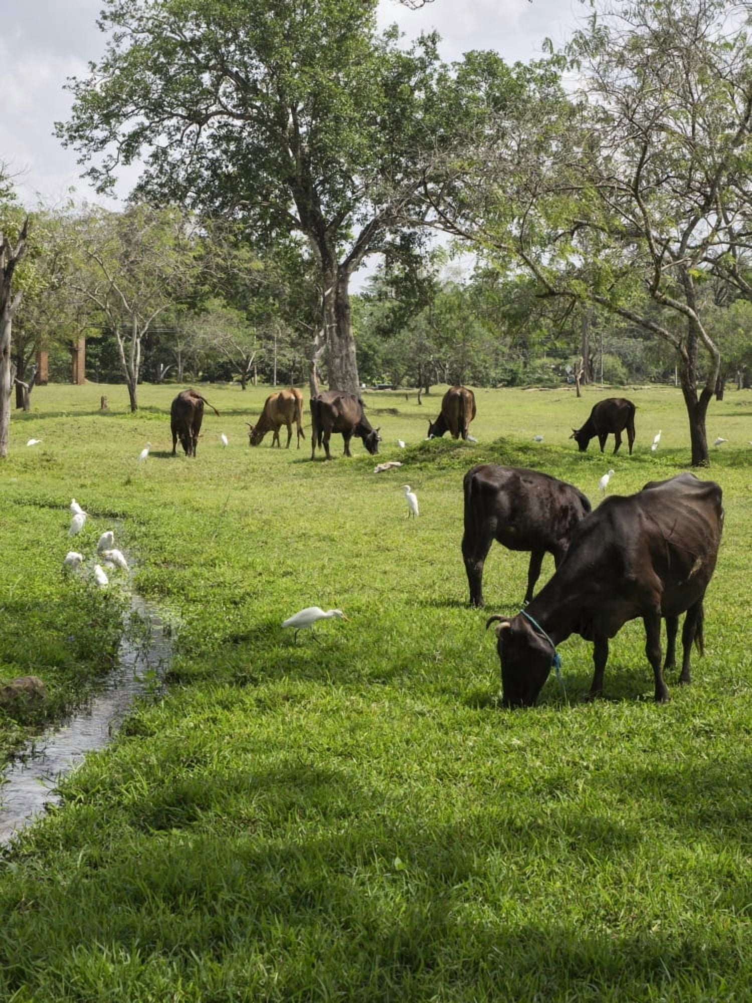 Birds and cows in pasture at Anuradhapura North Central Province Sri Lanka Canvas Art - Panoramic Images (12 x 16)