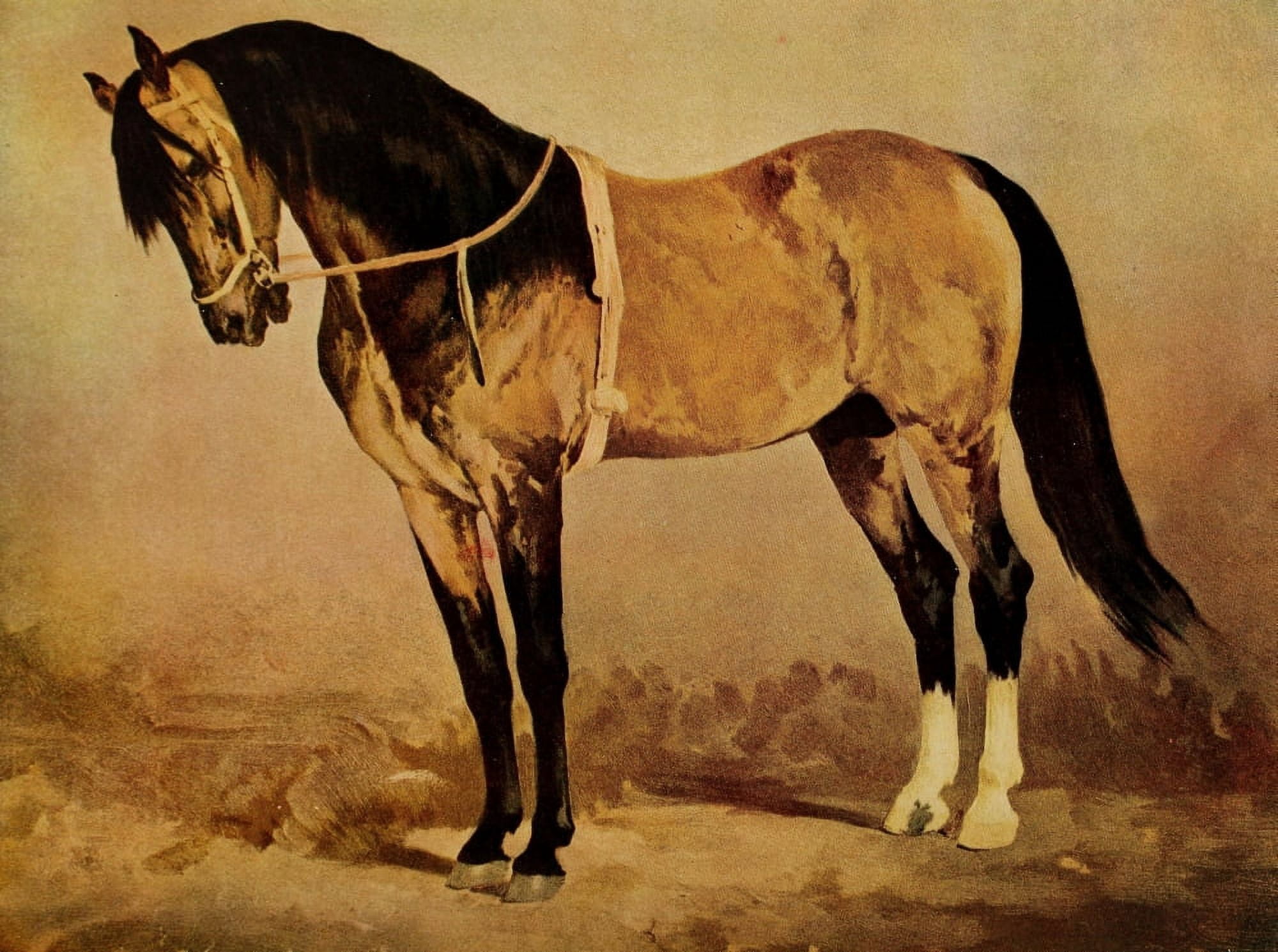 Birds and nature 1901 The Domestic Horse Canvas Art - Unknown (24 x 36)