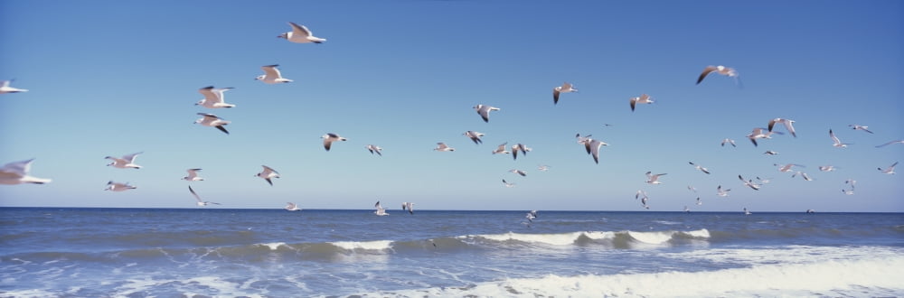 Birds flying over the sea Flagler Beach Florida USA Canvas Art - Panoramic Images (36 x 12)