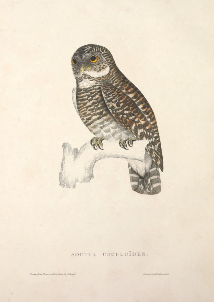 Birds from Himalayas 1831 Asian Barred Owl Canvas Art - J & E Gould (18 x 24)