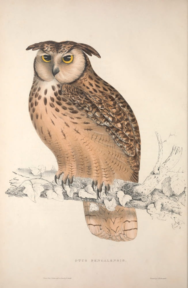 Birds from Himalayas 1831 Bengal Owl Canvas Art - J & E Gould (18 x 24)