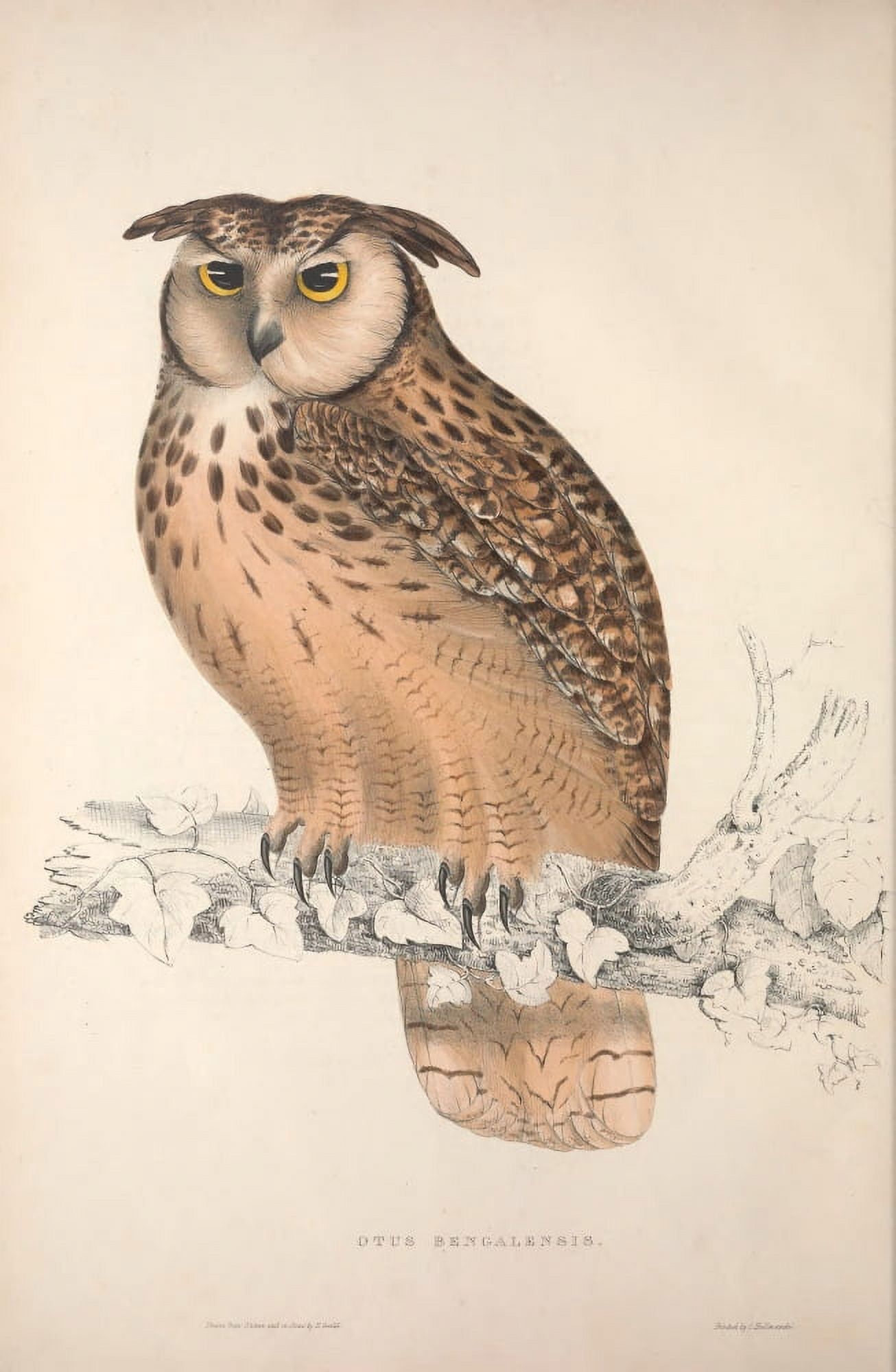 Birds from Himalayas 1831 Bengal Owl Canvas Art - J & E Gould (24 x 36)