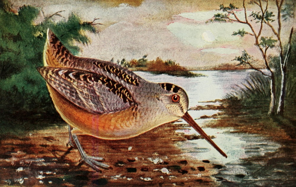 Birds in Literature 1911 American Woodcock Canvas Art - C Reed (18 x 24)