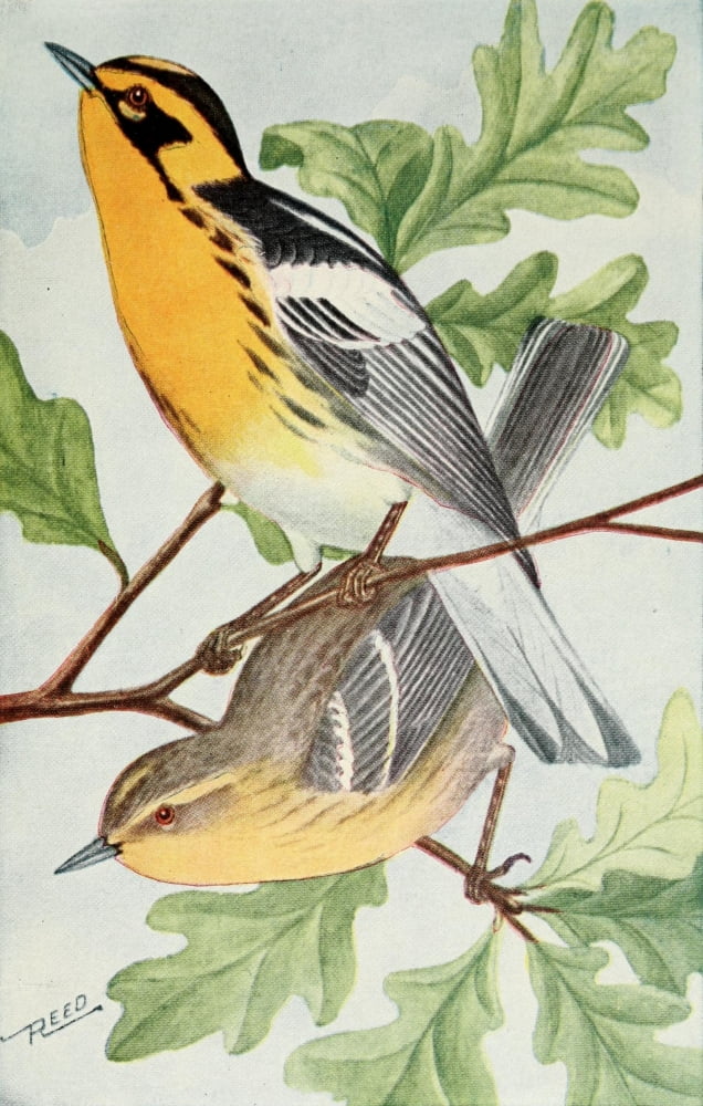 Birds in Literature 1911 Blackburnian Warbler Canvas Art - C Reed (18 x 24)