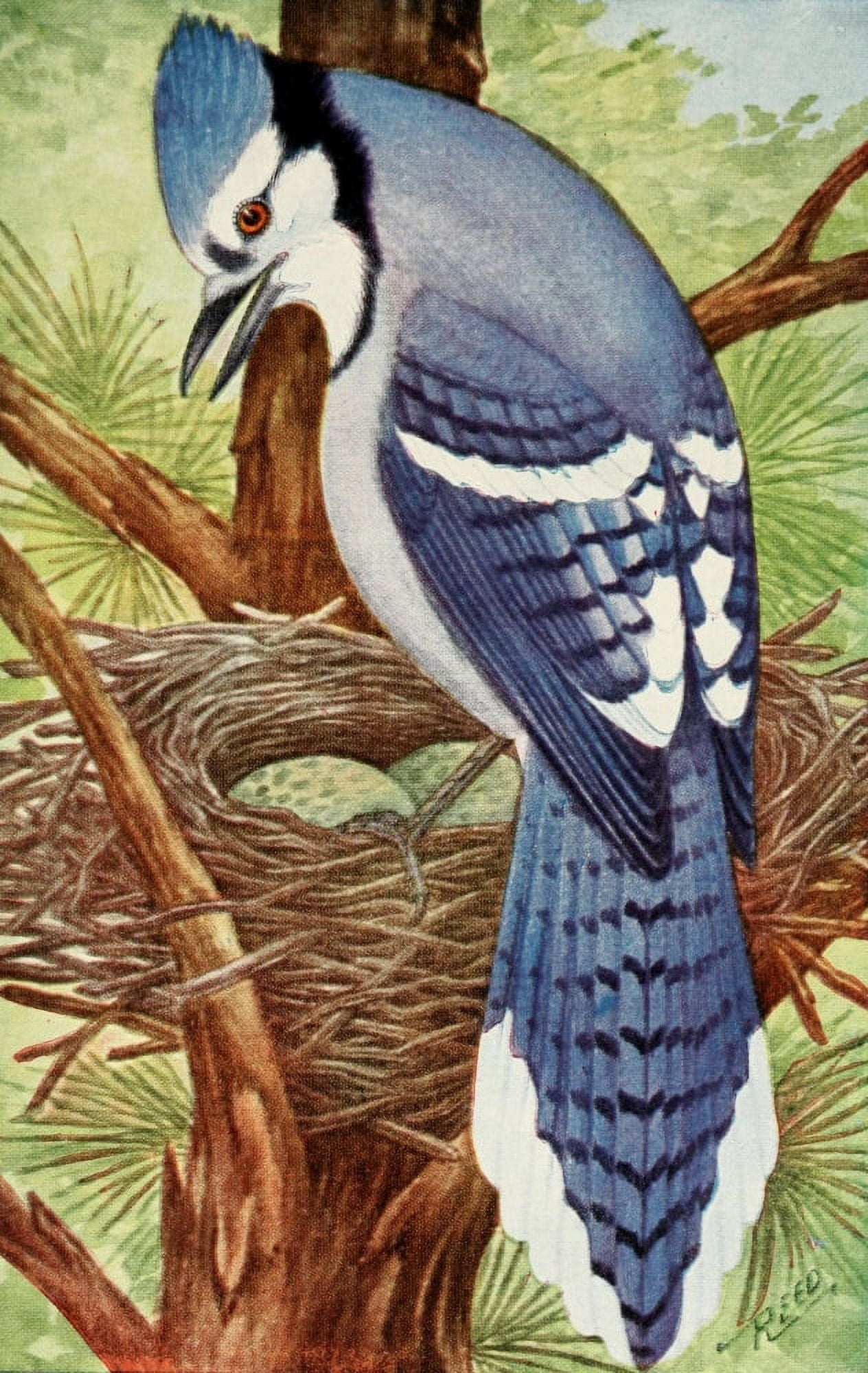 Birds in Literature 1911 Blue Jay Canvas Art - C Reed (18 x 24)