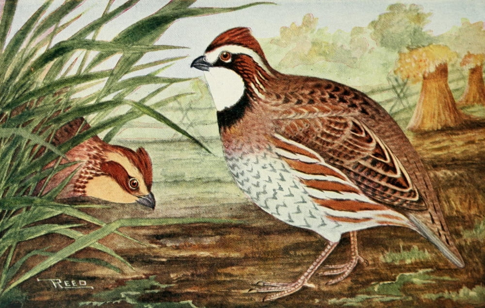 Birds in Literature 1911 Bob White Canvas Art - C Reed (24 x 36)