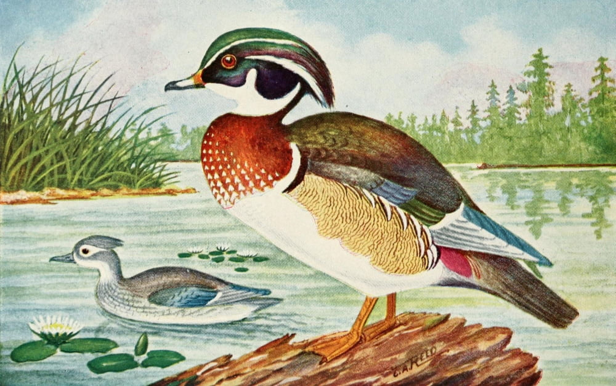 Birds in Literature 1911 Duck Canvas Art - C Reed (24 x 36)