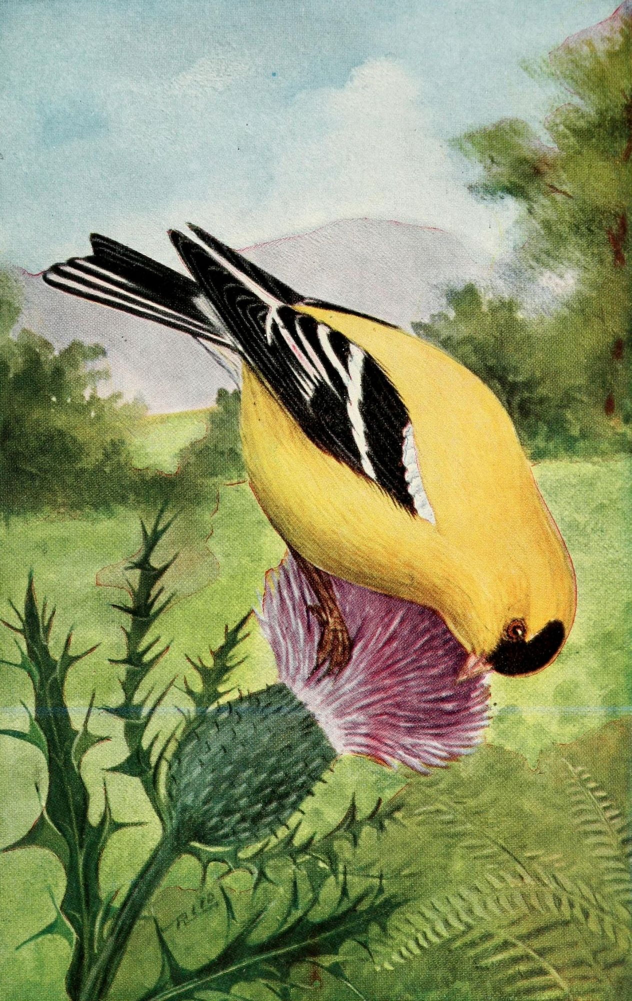 Birds in Literature 1911 Goldfinch Canvas Art - C Reed (18 x 24)