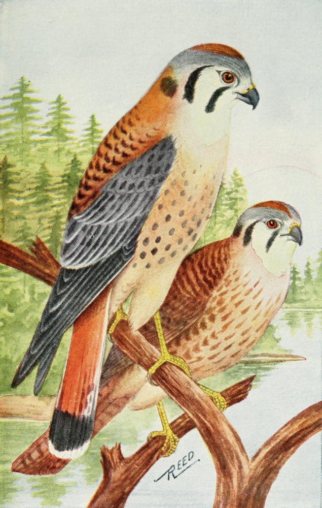 Birds in Literature 1911 Hawks Canvas Art - C Reed (18 x 24)