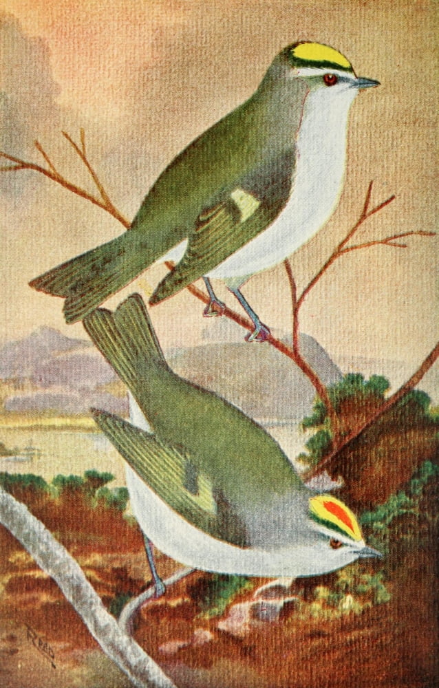 Birds in Literature 1911 Kinglet Canvas Art - C Reed (18 x 24)