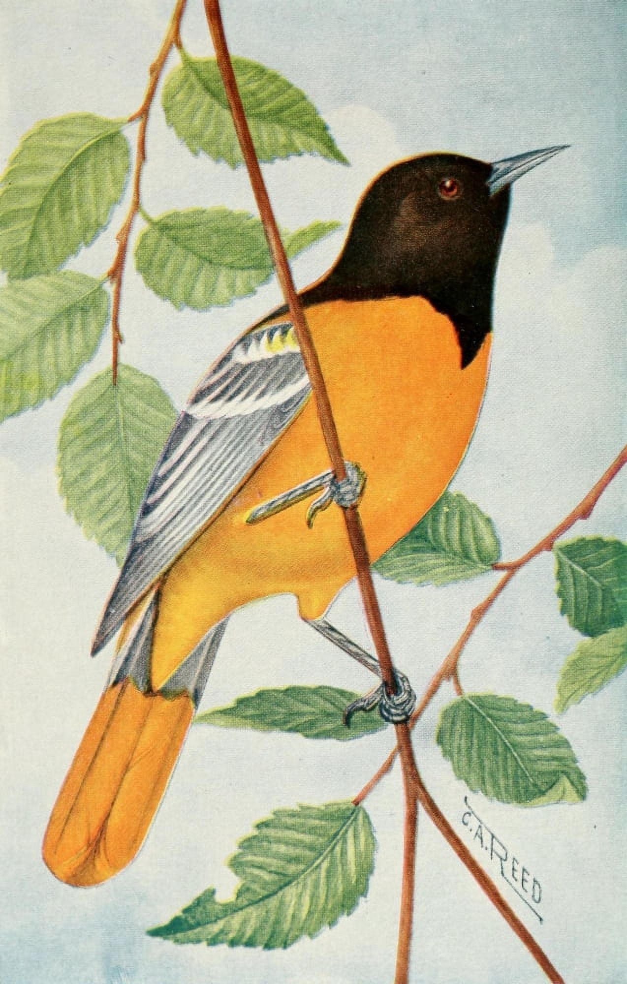 Birds in Literature 1911 Oriole Canvas Art - C Reed (24 x 36)