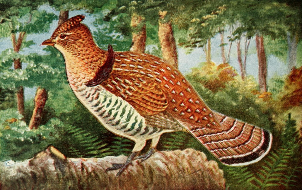 Birds in Literature 1911 Ruffed Grouse Canvas Art - C Reed (18 x 24)