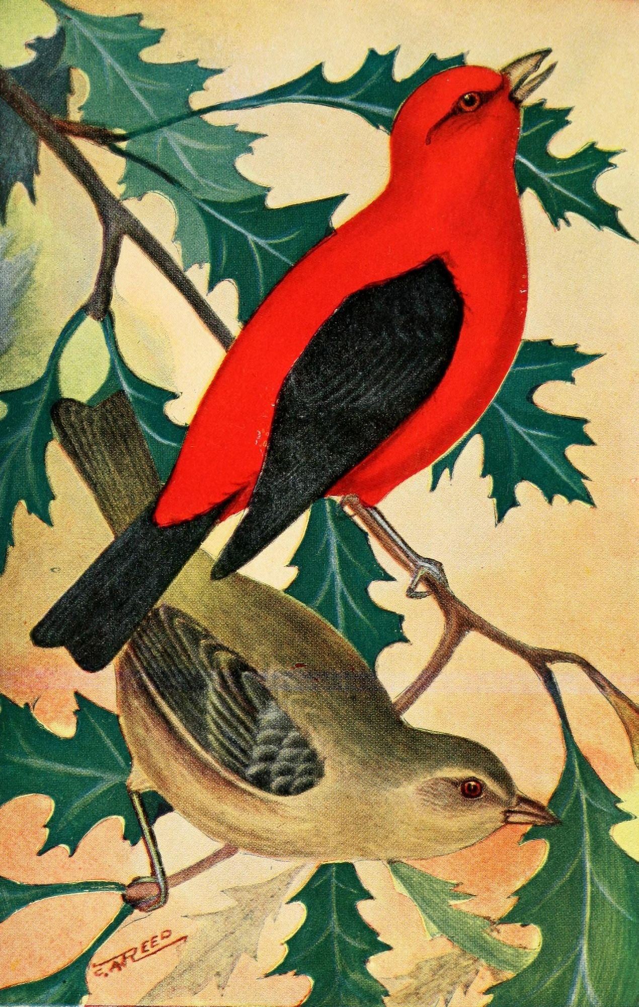 Birds in Literature 1911 Scarlet Tanager Canvas Art - C Reed (18 x 24)