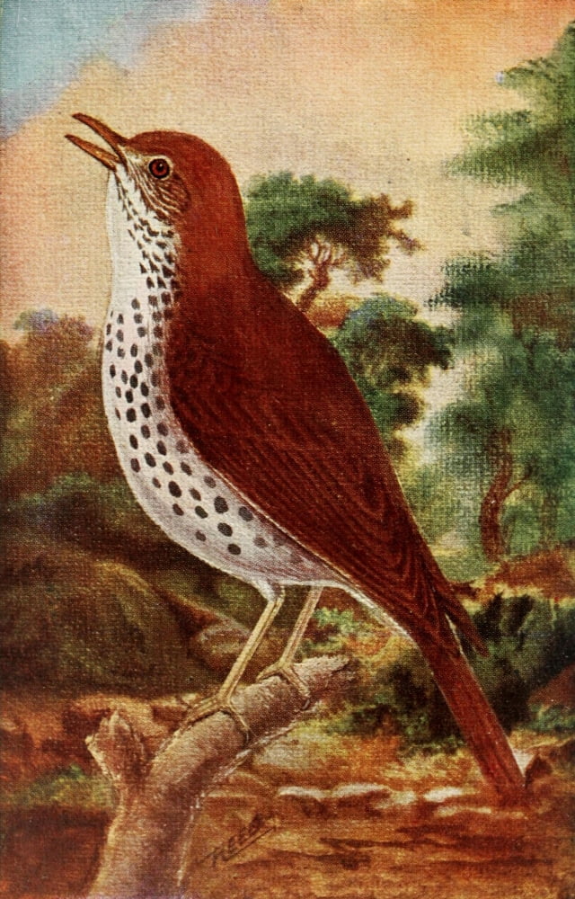 Birds in Literature 1911 Wood Thrush Canvas Art - C Reed (18 x 24)