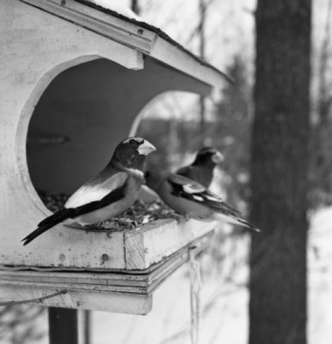 Birds in birdhouse Canvas Art - (18 x 24)